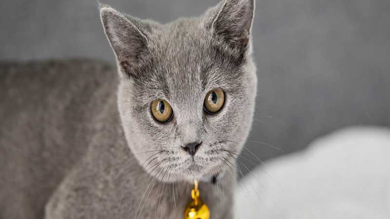 梦见小猫
