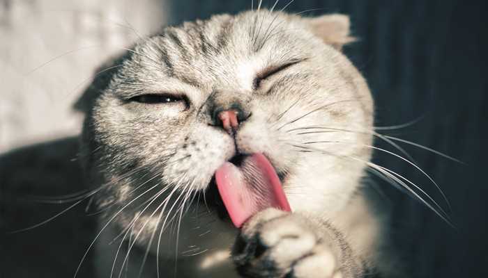 梦见一只小猫
