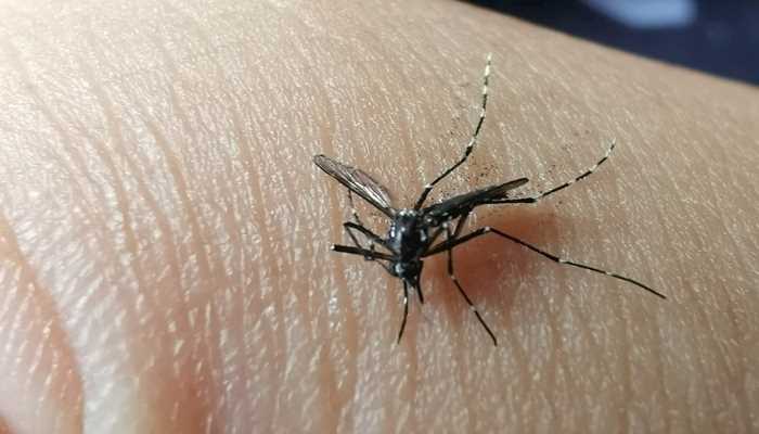 梦见被蚊子咬是什么意思(梦见被蚊子咬表示你在工作事业上会取得引人注目的成就)