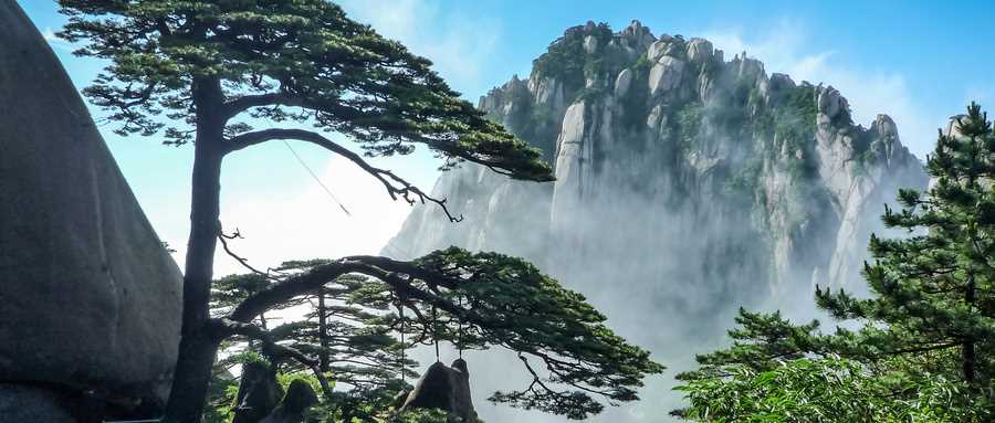 梦见松树什么意思