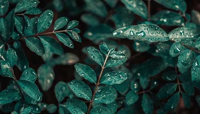 梦见淋雨