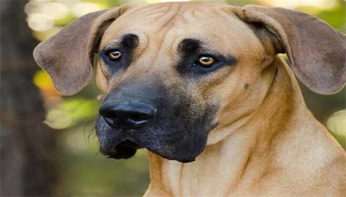 梦见狗咬死猫