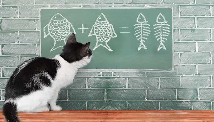 做梦梦见猫