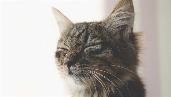 梦见被猫抓伤了手