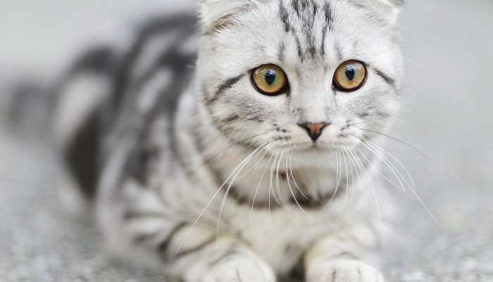 梦见家里来了陌生的猫(梦见黑猫进入你家说有一份意外之事发生在你身上)