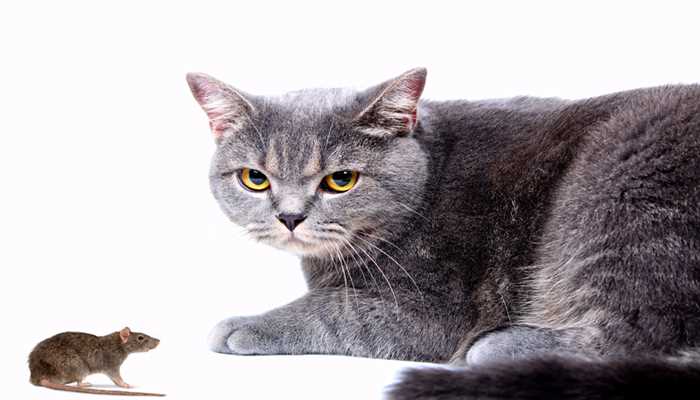 梦见猫捉老鼠并且叼着预示着你的运势