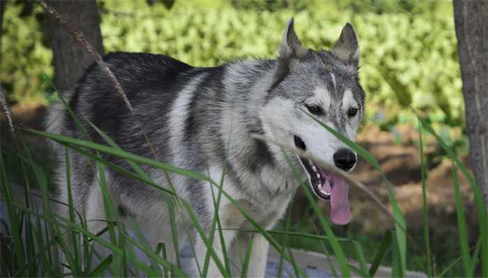 梦见恶犬但没有咬到我