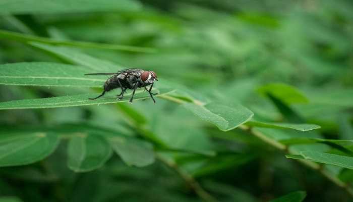 梦见很多死苍蝇