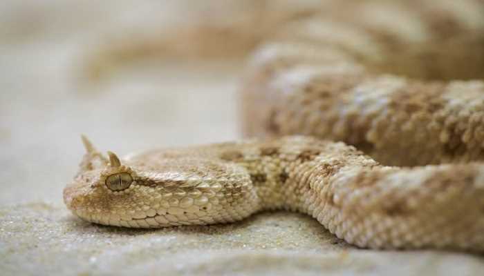 梦见三条蛇