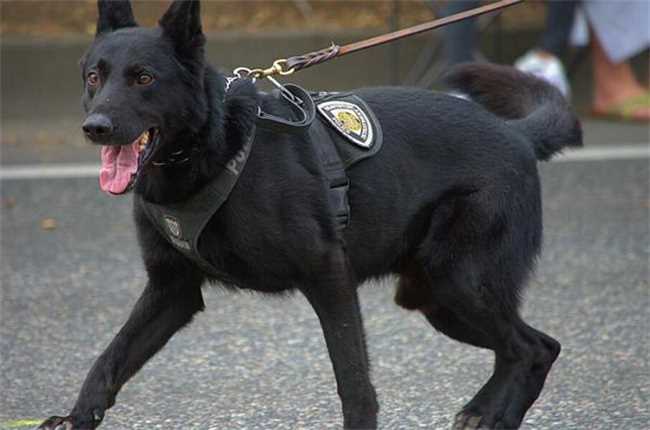 警犬的智商究竟有多高(警犬的智商是不是比一般的狗高)