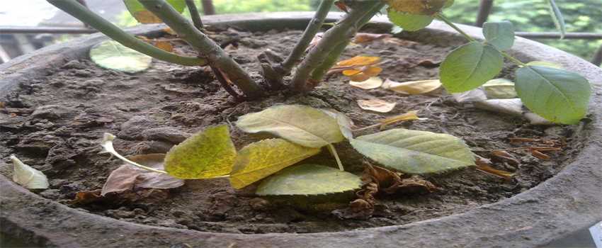 玫瑰花怎样去养殖与护理(怎样养好玫瑰花)