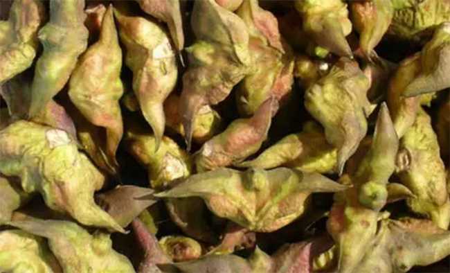 菱角为什么不能和蜂蜜一起吃(为何菱角不能和蜂蜜一起吃)