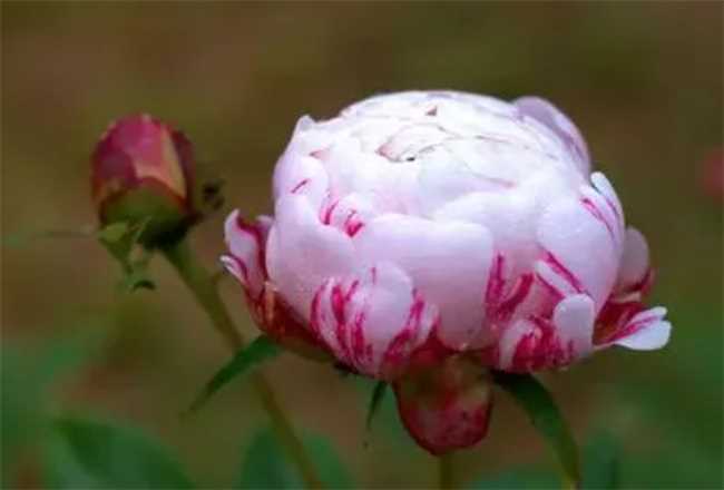 芍药为什么叫鬼花(芍药这么美为啥还被称为鬼花)