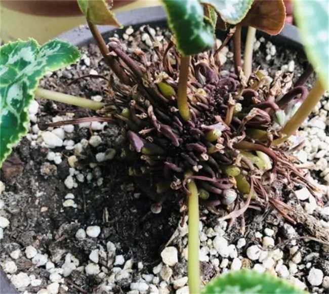 用高锰酸钾浇花会把花烧死吗(高锰酸钾浇花会把花浇死吗)