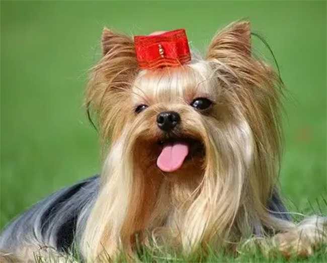 约克夏狗狗好养吗(约克夏好不好养)