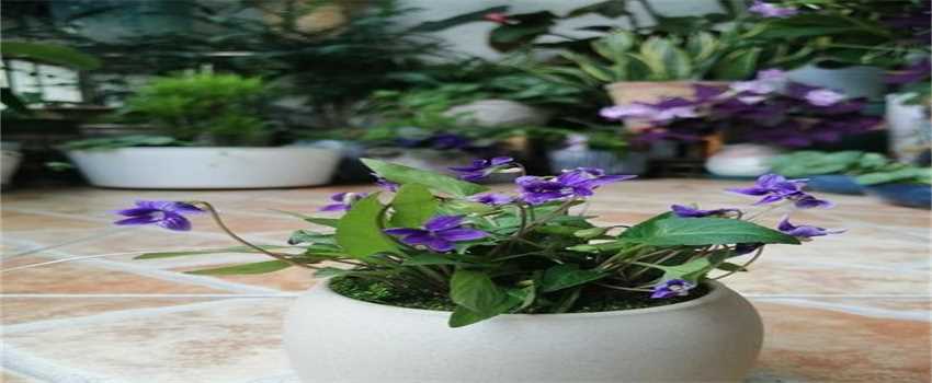 紫花地丁挖回来怎么办(紫花地丁挖回来进行种植的话)