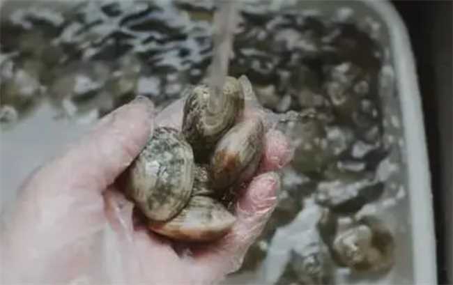 花蛤放自来水里能活12小时吗(把花蛤放进自来水里能不能活12小时)