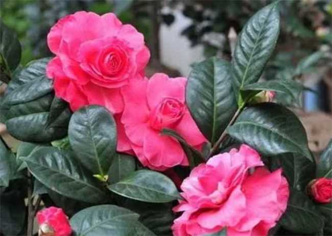 茶花的养殖方法和注意事项有哪些