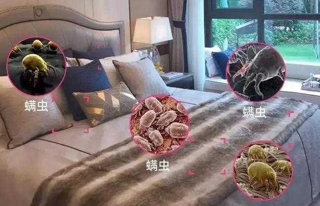 如何除螨虫床上除螨虫的最快方法(床上如何除螨虫最有效方法)