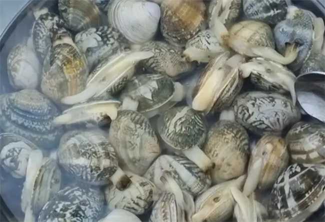 花蛤当天不吃如何保存花蛤