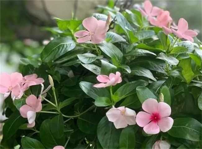 长春花的花瓣是不是有毒(长春花的花瓣有毒吗)