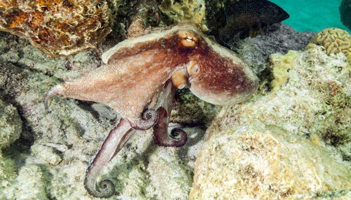 海洋非生物资源可以为我们提供什么(海洋非生物资源可以为我们提供石油、天然气、多金属结核等)