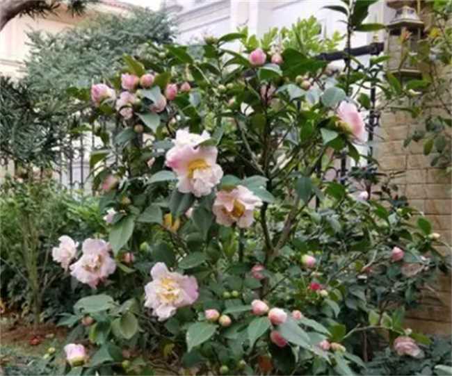 家里为什么不能养茶花(为何在家里不能养茶花茶花)