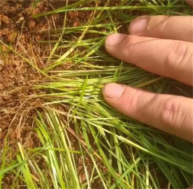 草籽不盖土能发芽吗(草坪草籽播种需要盖土吗)