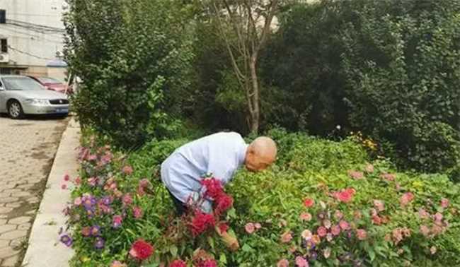 小区绿化带可以种花吗(小区绿化带的土能不能种花)