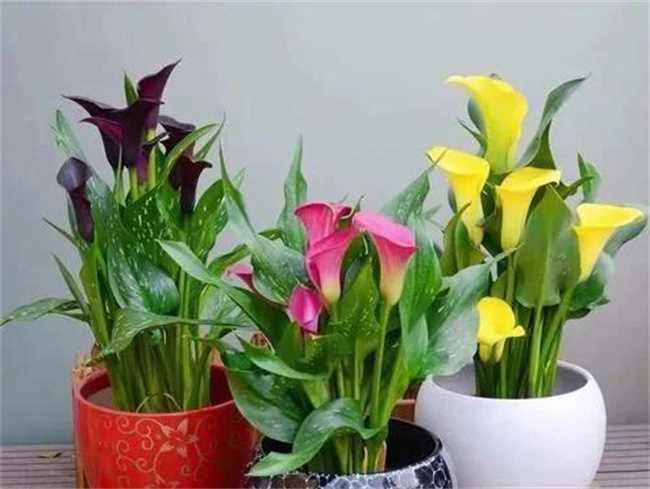 家里三种花草不可以养(家里三种不能养的花)