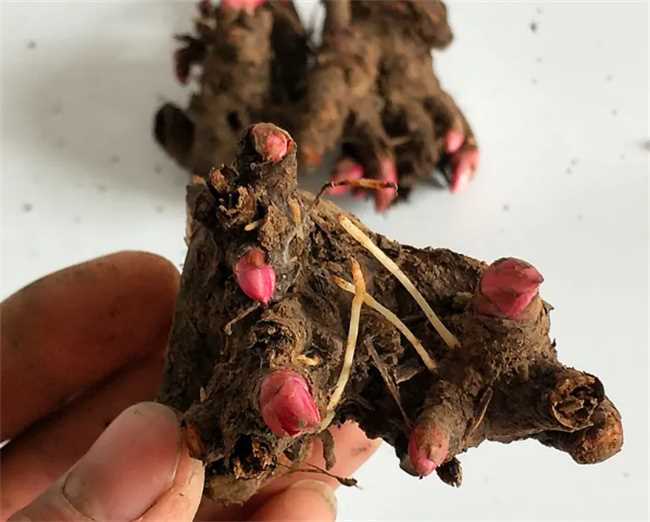 新鲜芍药根怎么吃(新鲜的芍药根怎么服用)