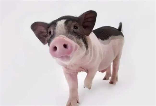 老人为什么说属猪的人有福气(为什么说属猪的人命好有福气)