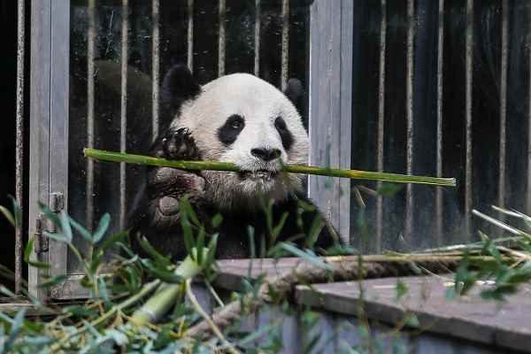 大熊猫除了竹子还吃什么(大熊猫每天进食12)