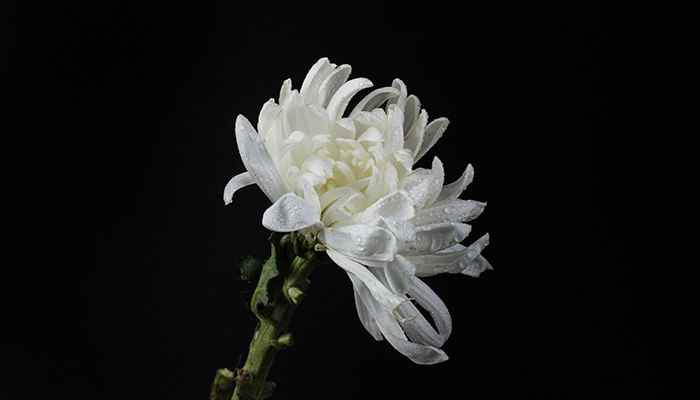 菊花代表什么的象征意义白菊花代表什么意思