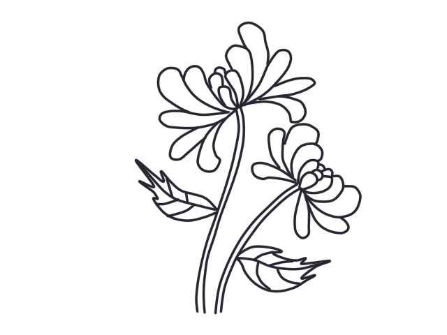 菊花简笔画(菊花简笔画好看又简单)