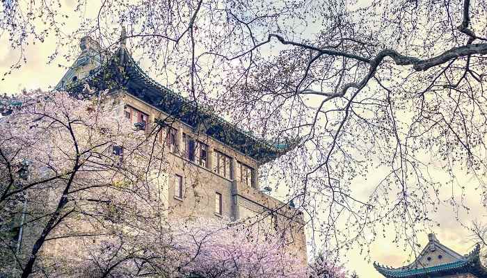 武汉大学优势专业排名(武汉大学国家级一流本科专业建设点)