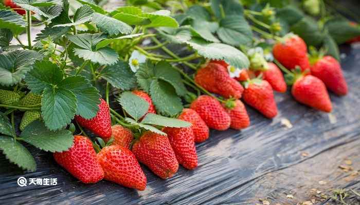 草莓用英语怎么读(草莓的英语是strawberries)