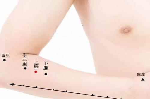 下廉的准确位置图,下廉准确位置图和作用(下廉的准确位置图精确定位)