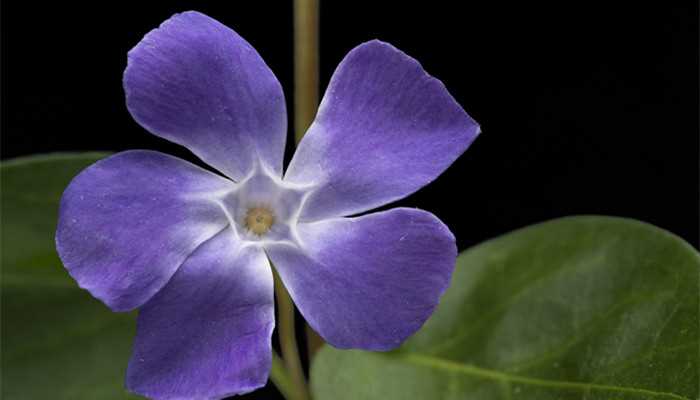 家里再穷也要养这3种花(家里再穷也要养的三种花)