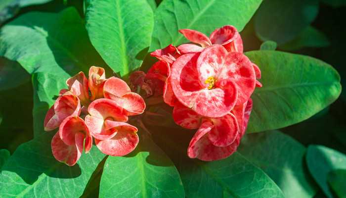 家里再穷也要养这3种花(家里再穷也要养的三种花)