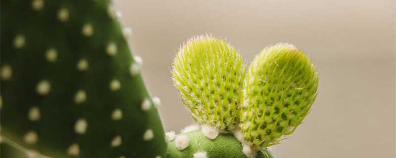 摄图网_501155065_banner_厦门植物园仙人掌(企业商用)_1.jpg 仙人掌的果实叫什么(仙人掌的做法)