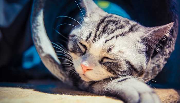 猫-13.jpg 猫喂芹菜行吗(猫咪呕吐的原因病理性)