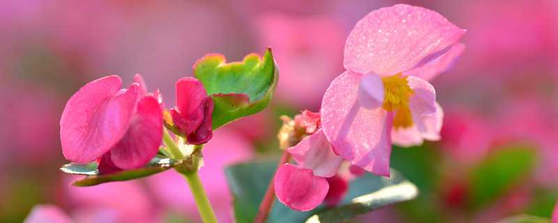 家里再穷也要养这3种花(家里再穷也要养的三种花)