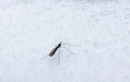 夏天蚊子多用什么方法灭蚊子(冬天蚊子为什么没有冻死)