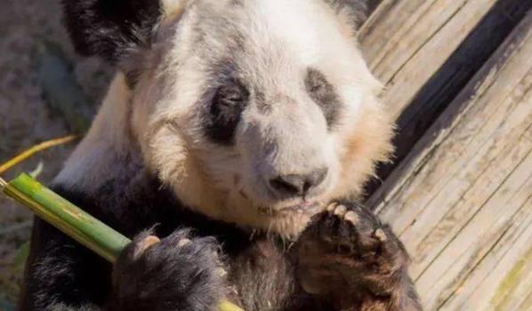 ​熊猫丫丫现在的情况怎么样了(8日起居全部移交给中方人员看护)