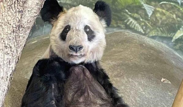 ​熊猫丫丫现在的情况怎么样了(8日起居全部移交给中方人员看护)