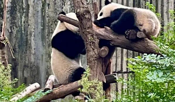 ​大熊猫丫丫正式移交中方(美国租借大熊猫“丫丫”合同到期)