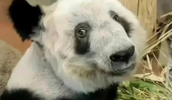​大熊猫丫丫正式移交中方(美国租借大熊猫“丫丫”合同到期)