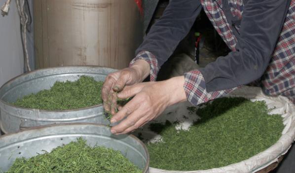 茶农称赤脚踩茶叶是传统工艺(赤脚踩茶叶是一种传统的制茶工艺)
