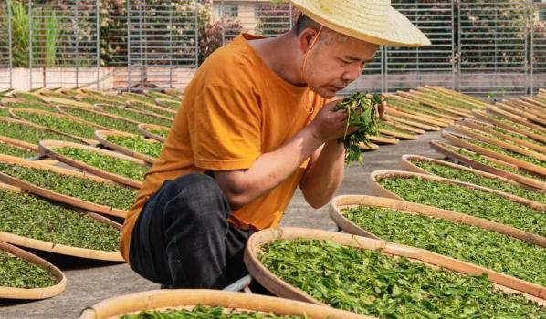 茶农称赤脚踩茶叶是传统工艺(赤脚踩茶叶是一种传统的制茶工艺)